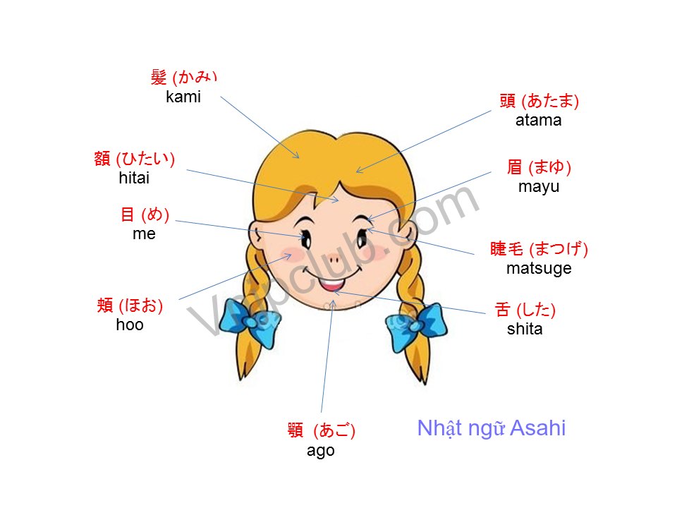 Cac Bộ Phận Của Cơ Thể 体の部位 Tiếng Nhật Theo Chủ đề Cac Bộ Phận Của Cơ Thể 体の部位 Tiếng Nhật Theo Chủ đề